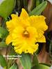Rlc. Siam Paradise Full Moon